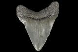 Juvenile Megalodon Tooth - Georgia #99116-1